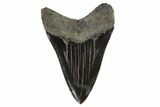 Serrated, Fossil Megalodon Tooth - Robust Root #90770-1